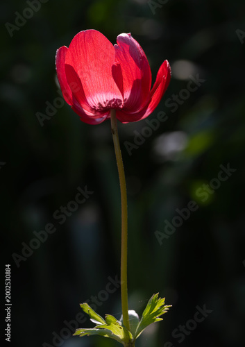 Single red flower with backlit petals and dark blurred garden background