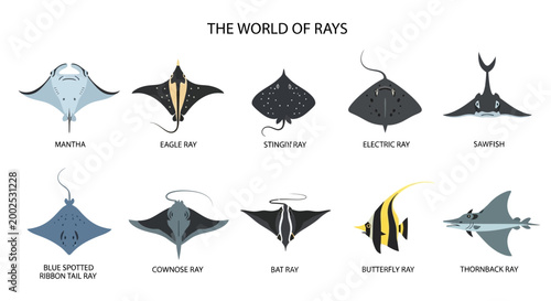 Photos Variety of Ray Fish Species Collection.