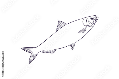 lineart illustration of a herring fish
