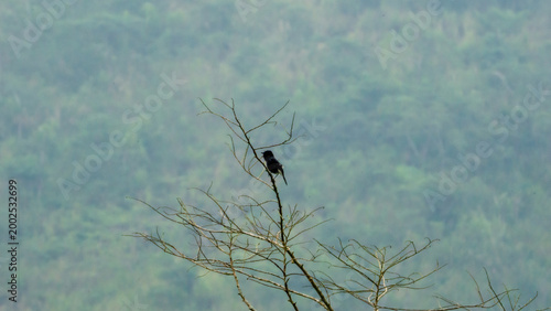 Pied bush chat (Saxicola caprata, Decu belang, Pied Stonechat, Pied Chat, Tarier pie, Tarabilla pía) on dry wood