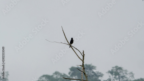 Pied bush chat (Saxicola caprata, Decu belang, Pied Stonechat, Pied Chat, Tarier pie, Tarabilla pía) on dry wood