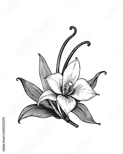Exotic vanilla orchid illustration, botanical engraving style drawing, tropical spice plant element, organic aromatherapy ingredient for cosmetic design