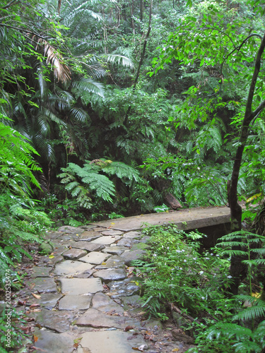 Hiking trail in Iriomote island Mangrove forest 