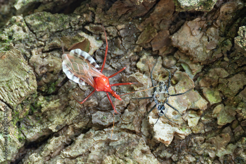 Photos Assassin bug immediately after emergence on the tree trunk.