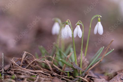 Fotografija New flowers emerge among fallen leaves