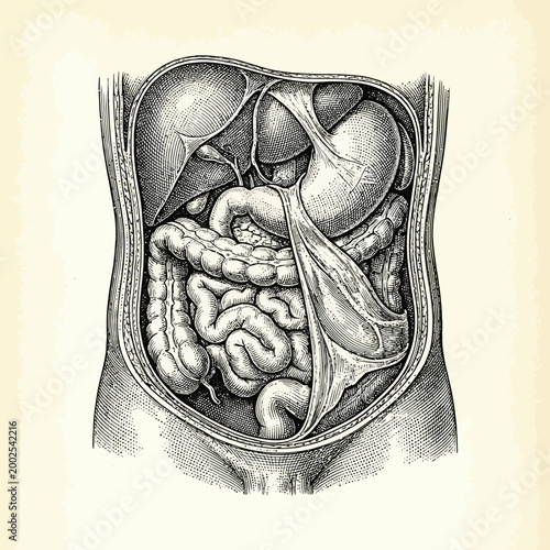 Vintage illustration of the human digestive system, showcasing intricate anatomical details of organs