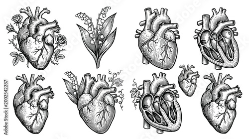 Anatomical Heart Drawings Featuring Multiple Hearts.