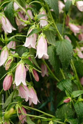 Photos Pink and white bellflowers hanging gracefully among lush green leaves in full bl