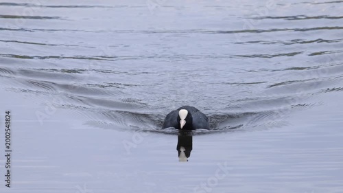 Eurasian coot swimming on a lake creating ripples