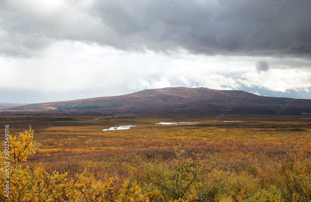 Obraz premium Yellow plants in a field on the Denali Highway
