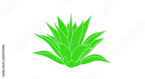 Green agave plant leaf closeup.