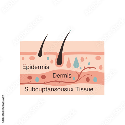 Human Skin Cross-Section: Epidermis, Dermis, Subcutaneous Tissue with Hair Follicles