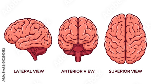 Detailed Anatomical Illustration of the Human Brain from Three Distinct Perspectives Lateral, Anterior, and Superior