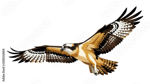 Osprey in flight, majestic bird of prey soaring through the sky