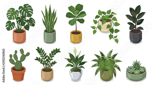 Collection of various indoor houseplants in pots, perfect for home decor and botanical enthusiasts