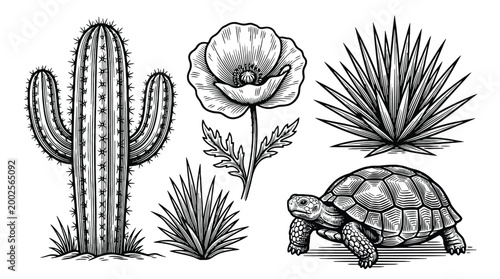 Turtle among desert plants illustrated in black and white.