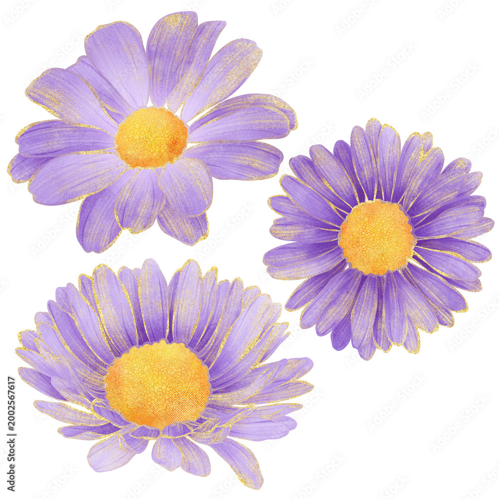 Fototapeta premium Realistic botanical watercolor illustration with gold outline of violet daisy flower blooming on transparent background