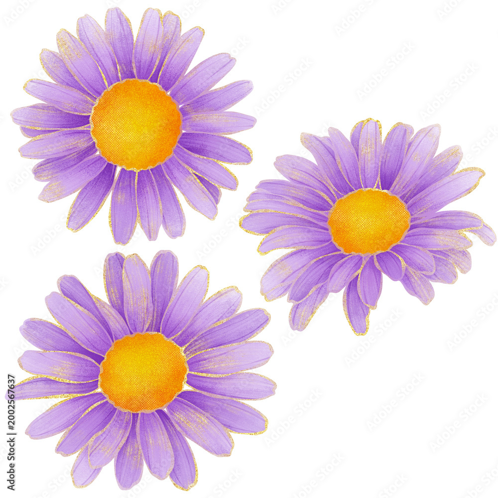 Obraz premium Realistic botanical watercolor illustration with gold outline of violet daisy flower blooming on transparent background