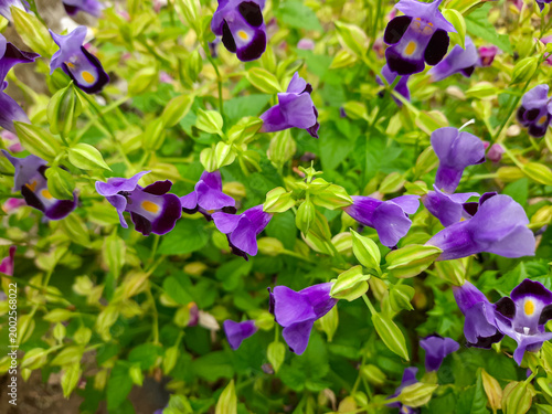 Torenia fournieri purple yellow wishbone flower blooming tropical garden