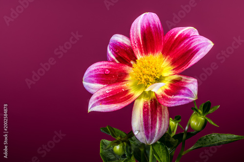 Pink and Yellow Dahlia Flower With Raindrops On Magenta Background