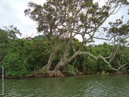 Urauchi river Mangrove forest with old tree on Iriomote island