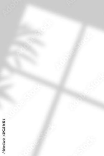 Minimal Window And Leaf Shadow Overlay