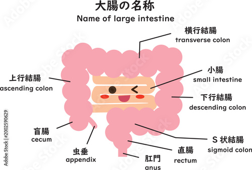大腸の名称　キャラ