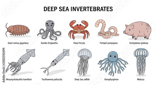 Schilderij op canvas Deep sea invertebrates marine life forms.