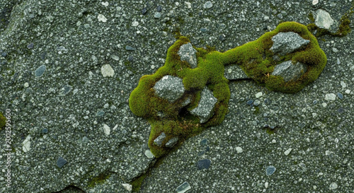 Green moss growing on a cracked concrete surface with small stones representing natures resilience and organic textures for backgrounds