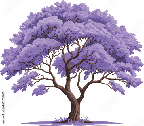 Jacaranda tree with lavender foliage and sturdy brown trunk vector on white background.