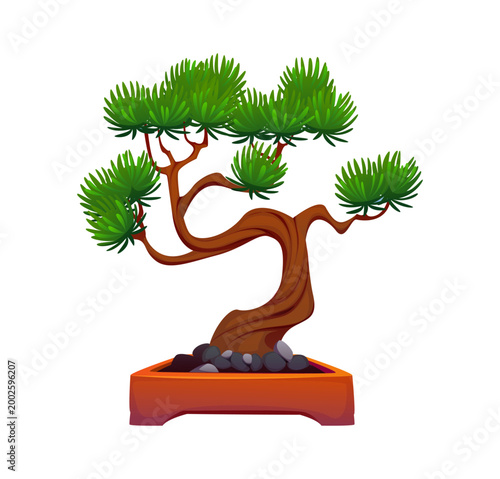 Cartoon bonsai or Japanese garden tree plant in wooden pot, vector icon. Bonsai pine tree or Japanese miniature plant decoration for Zen gardening art or oriental garden and Japan culture tradition