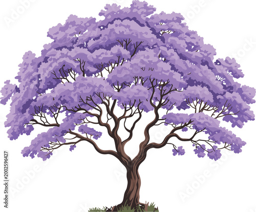 Tableau sur toile Jacaranda tree with lavender foliage and sturdy brown trunk and green color grass vector on white background