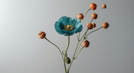 A single teal poppy flower and dried orange seed pods arranged against a neutral grey background for wedding invitations, floral boutique branding and interior decor