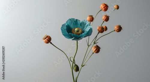 A single teal poppy flower and dried orange seed pods arranged against a neutral grey background for wedding invitations, floral boutique branding and interior decor