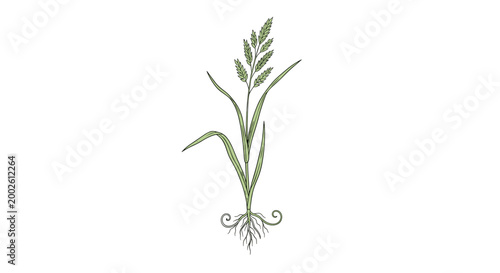 Detailed black and white stipple engraving of a whole grapefruit and a cross-section half showing the internal pulp segments.