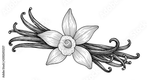 Detailed black and white engraving of a blooming vanilla flower with long aromatic seed pods isolated on a plain white background.
