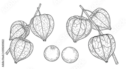 Detailed black and white engraving of physalis or cape gooseberry fruits in their paper husks hanging from branches on white background.