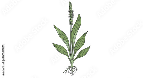 Botanical illustration of a whole plantain plant showing its broad green leaves flower spike and detailed root system on white background.