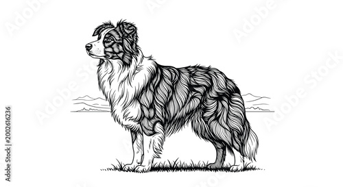 Detailed black and white ink sketch of a fluffy Australian Shepherd dog standing in a field with mountains.