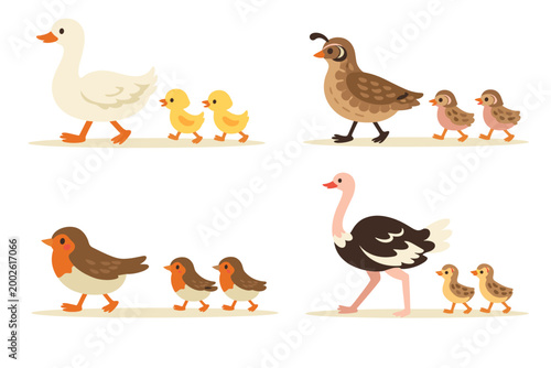 A set of cartoon bird families with mother and baby chicks including goose, quail, robin and ostrich on transparent background. Cute wildlife parent and offspring walking together.
