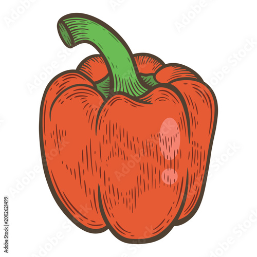Whole red bell pepper with green stem, fresh ripe paprika vegetable, glossy natural farm harvest, detailed colourful hand-drawn vector food illustration icon