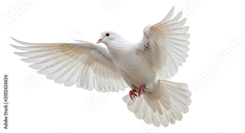 White Dove Flying with Open Wings on White Background
