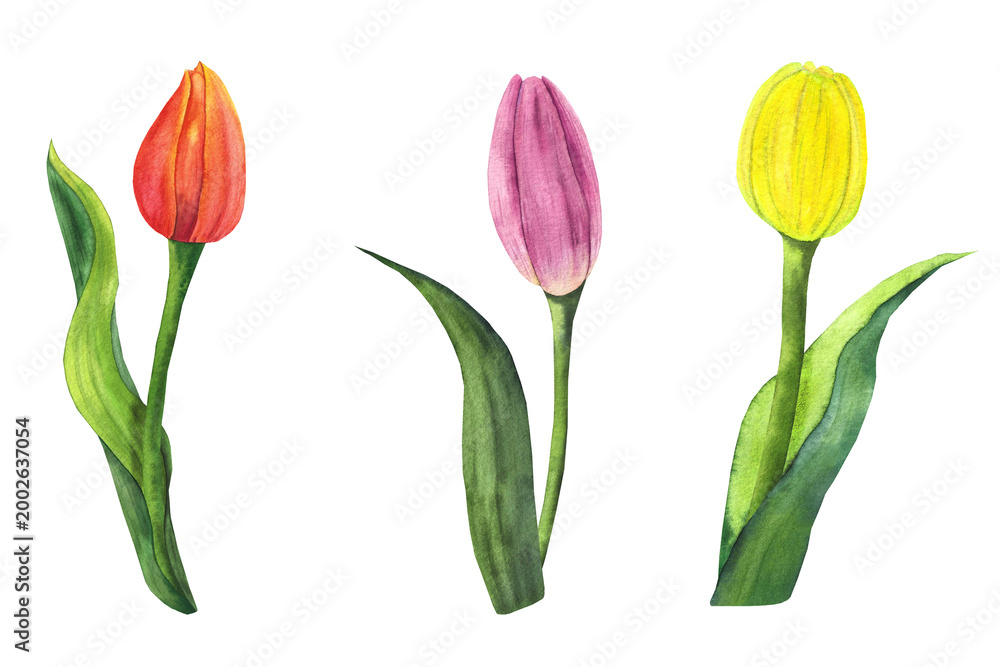 Obraz premium orange, pink, and yellow tulip buds with beautiful leaves, a set of watercolor illustrations for postcards, packaging, stickers, dishes, and textiles