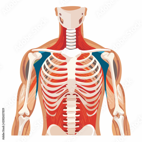 Anatomical Illustration of Human Torso Musculature and Skeleton
