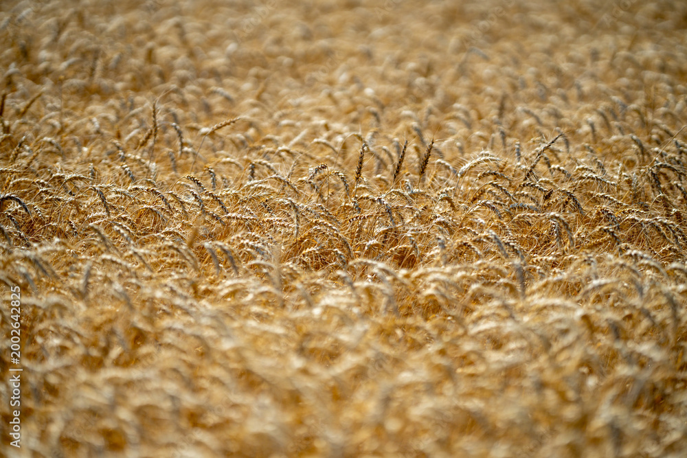Fototapeta premium Wheat background for agricultural and organic themes. Wheat background farmland. Textured wheat background for rural and agrarian concepts. Natural wheat background with golden harvest.