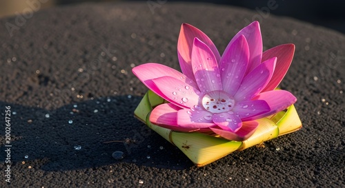 Vibrant pink lotus flower on green base peaceful composition close up view