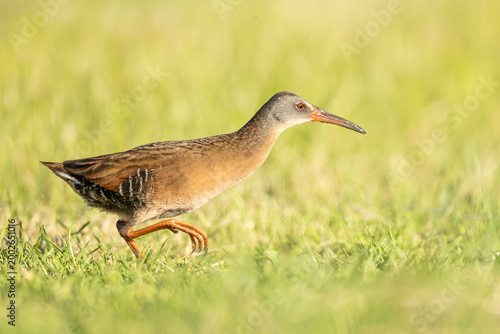 Virginia Rail (Rallus limicola) taken at Yolo Bypass Wildlife Area, Davis, California 