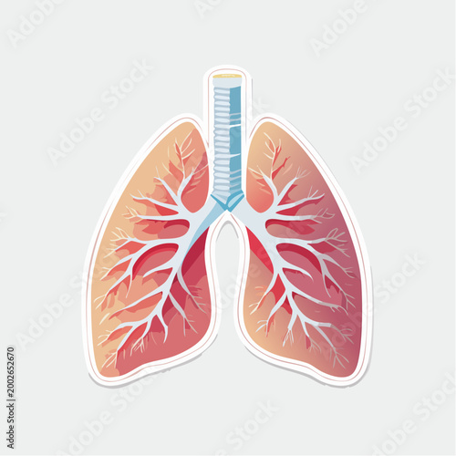 Illustration of Human Lungs and Trachea