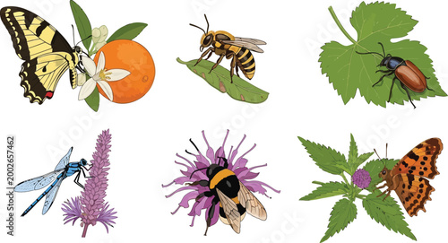 Collection of insects and pollinators including butterflies bees and dragonflies on plants and flowers isolated vector illustrations
