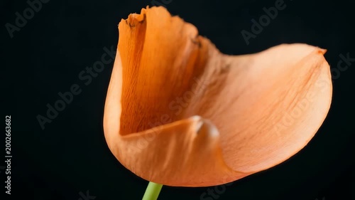 Close-up of a vibrant orange flower petal with intricate textures against a dark background